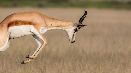 Die Digitalisierung ermöglicht dem afrikanischen Kontinent, ganze technologische Entwicklungen einfach zu überspringen (Leapfrogging). © stock.adobe.com / simoneemanphoto