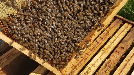 Abeilles dans leur ruche