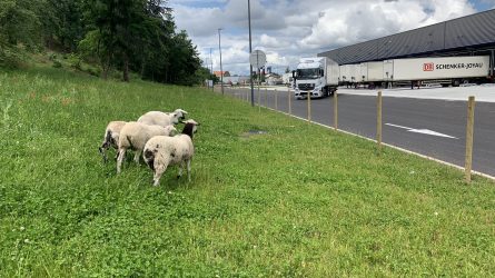 éco-pâturage à St Etienne